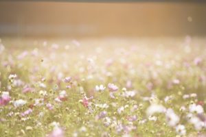 Cosmea Blumen Chor Impuls